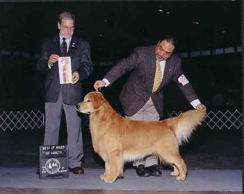 Dog picture