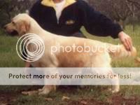 Dog picture