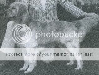 Dog picture