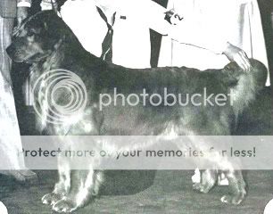 Dog picture