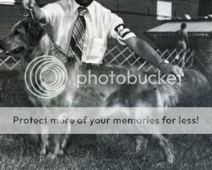 Dog picture