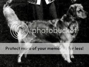 Dog picture