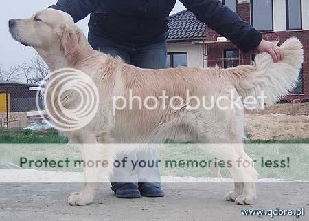 Dog picture