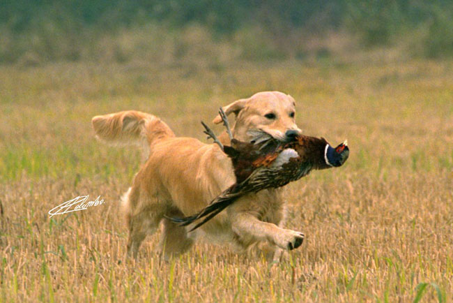 Dog picture