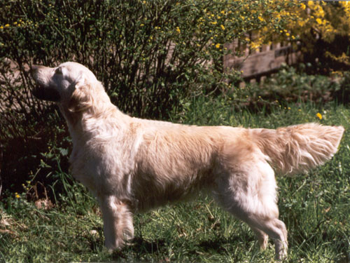 Dog picture