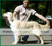 Dog picture