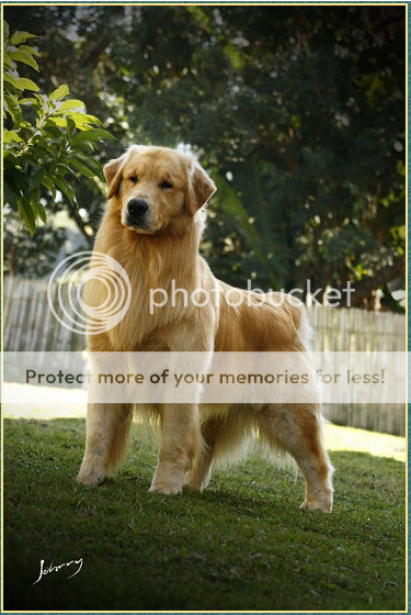 Dog picture