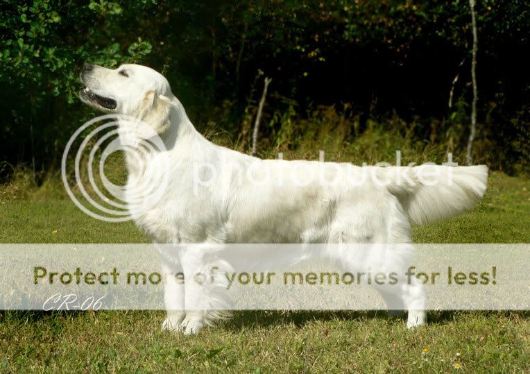 Dog picture