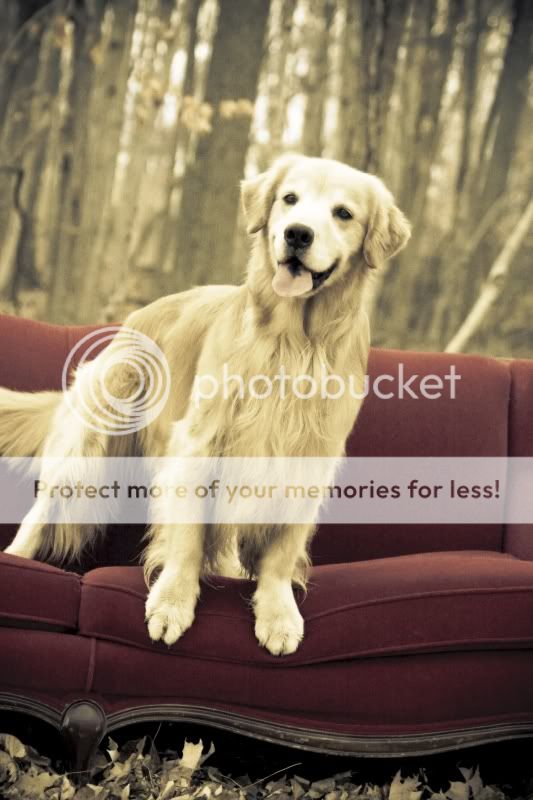 Dog picture