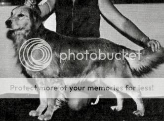 Dog picture