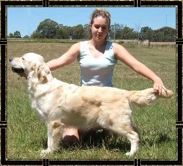 Dog picture