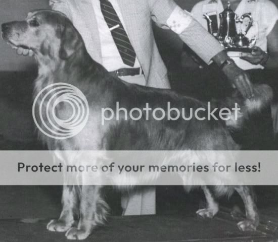 Dog picture