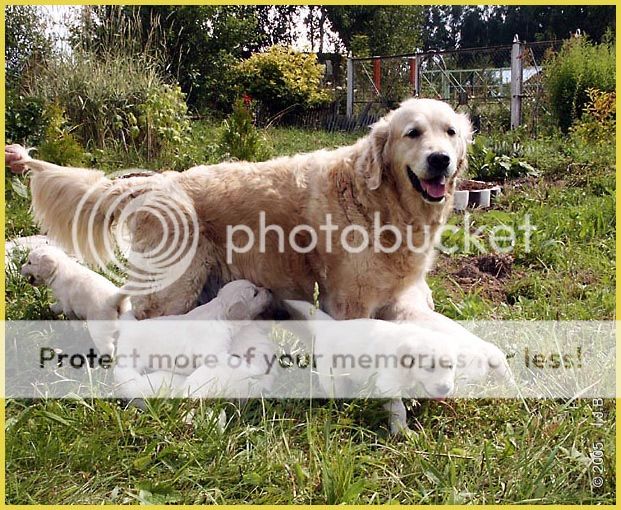 Dog picture