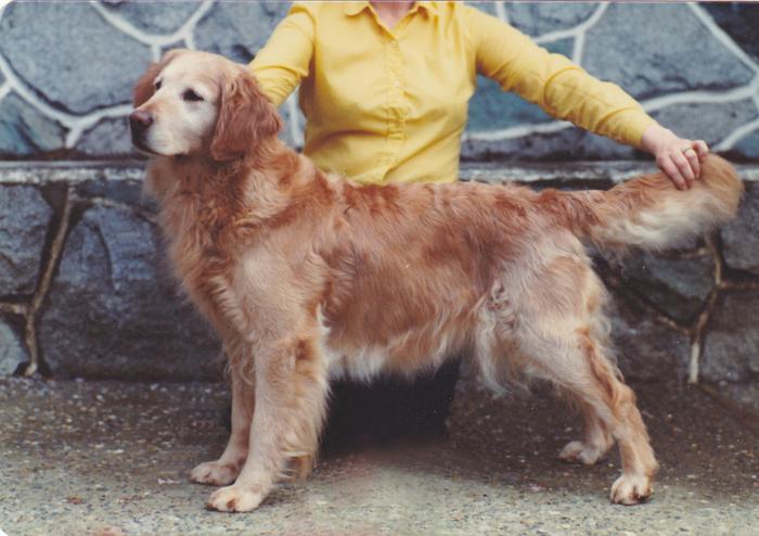 Dog picture