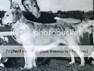 Dog picture