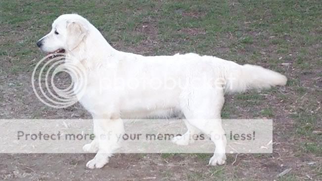 Dog picture
