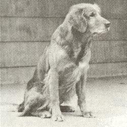 Dog picture