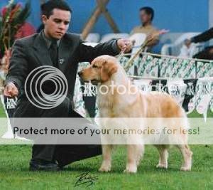 Dog picture