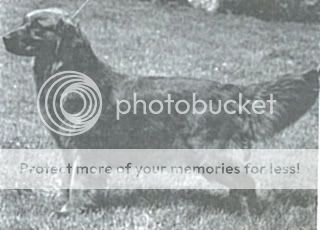 Dog picture
