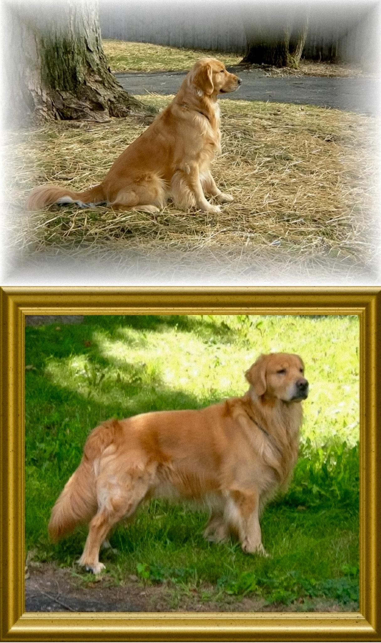 Dog picture