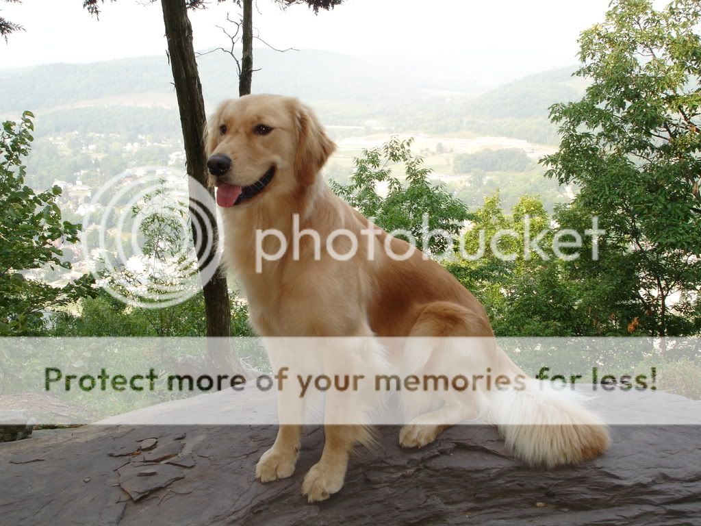 Dog picture
