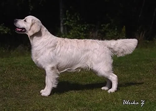Dog picture