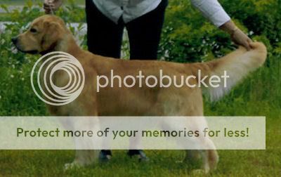 Dog picture