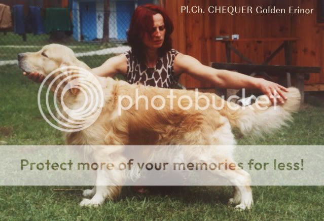 Dog picture