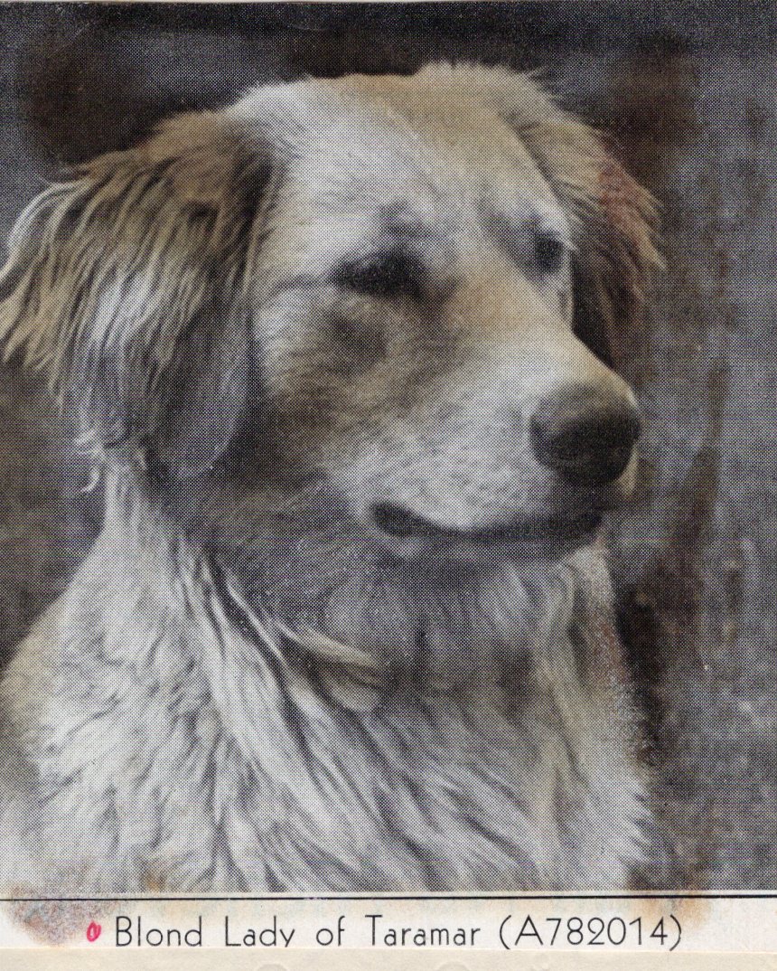 Dog picture