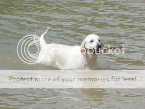 Dog picture