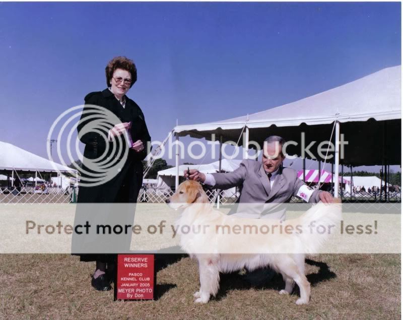 Dog picture