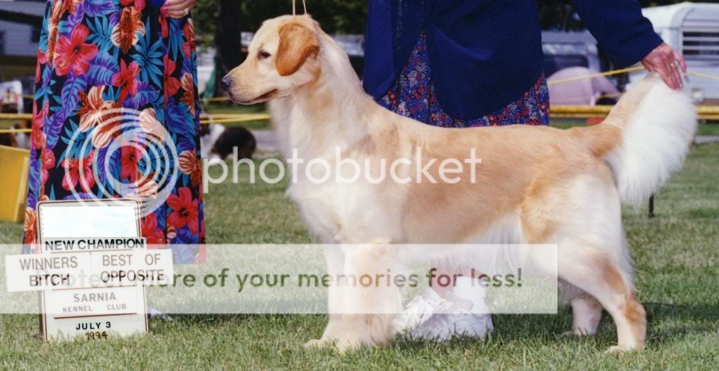 Dog picture