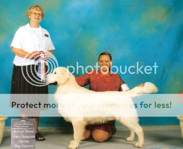 Dog picture