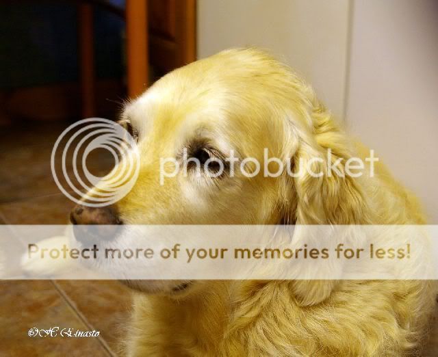 Dog picture