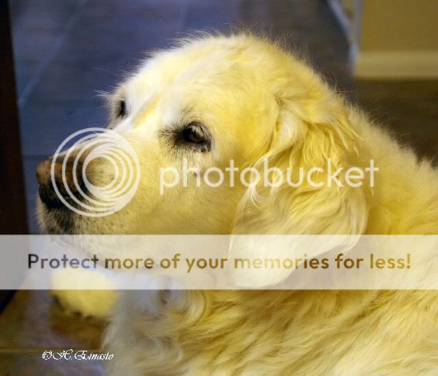Dog picture