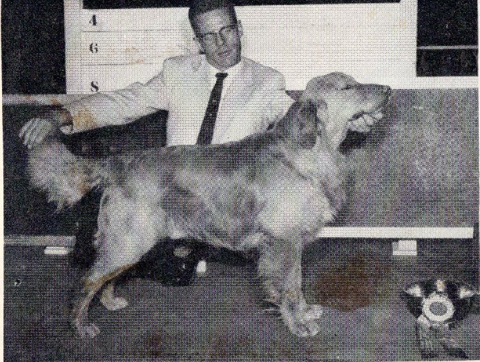 Dog picture