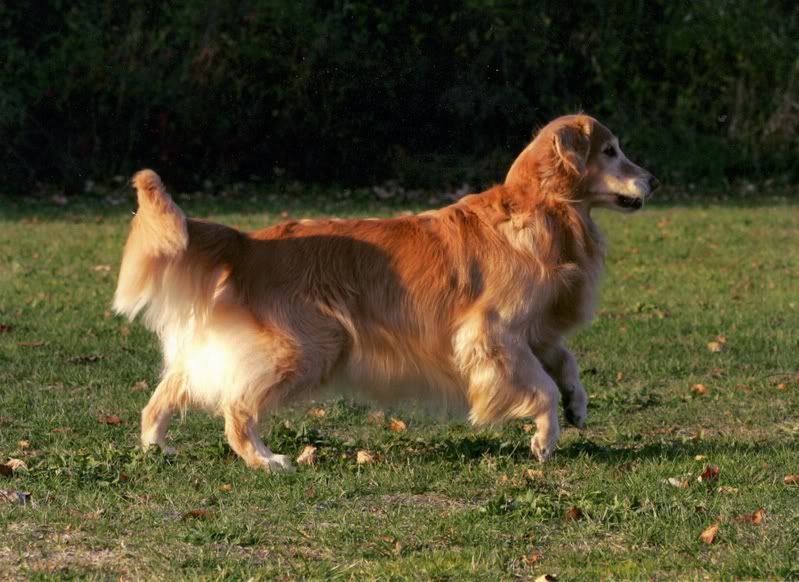 Dog picture