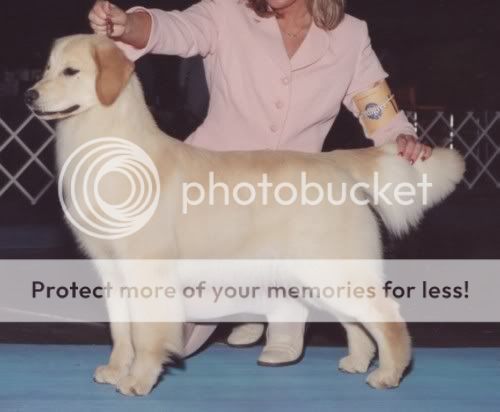 Dog picture