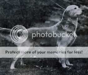 Dog picture