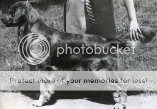 Dog picture