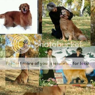 Dog picture