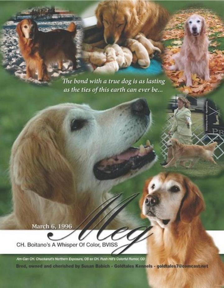 Dog picture