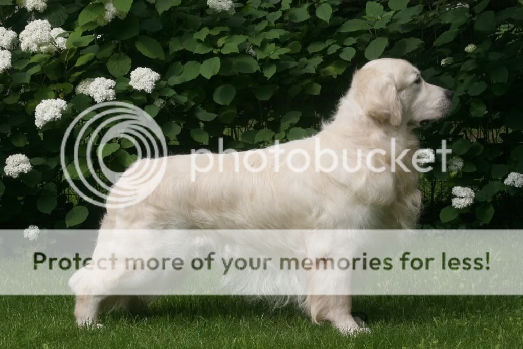 Dog picture