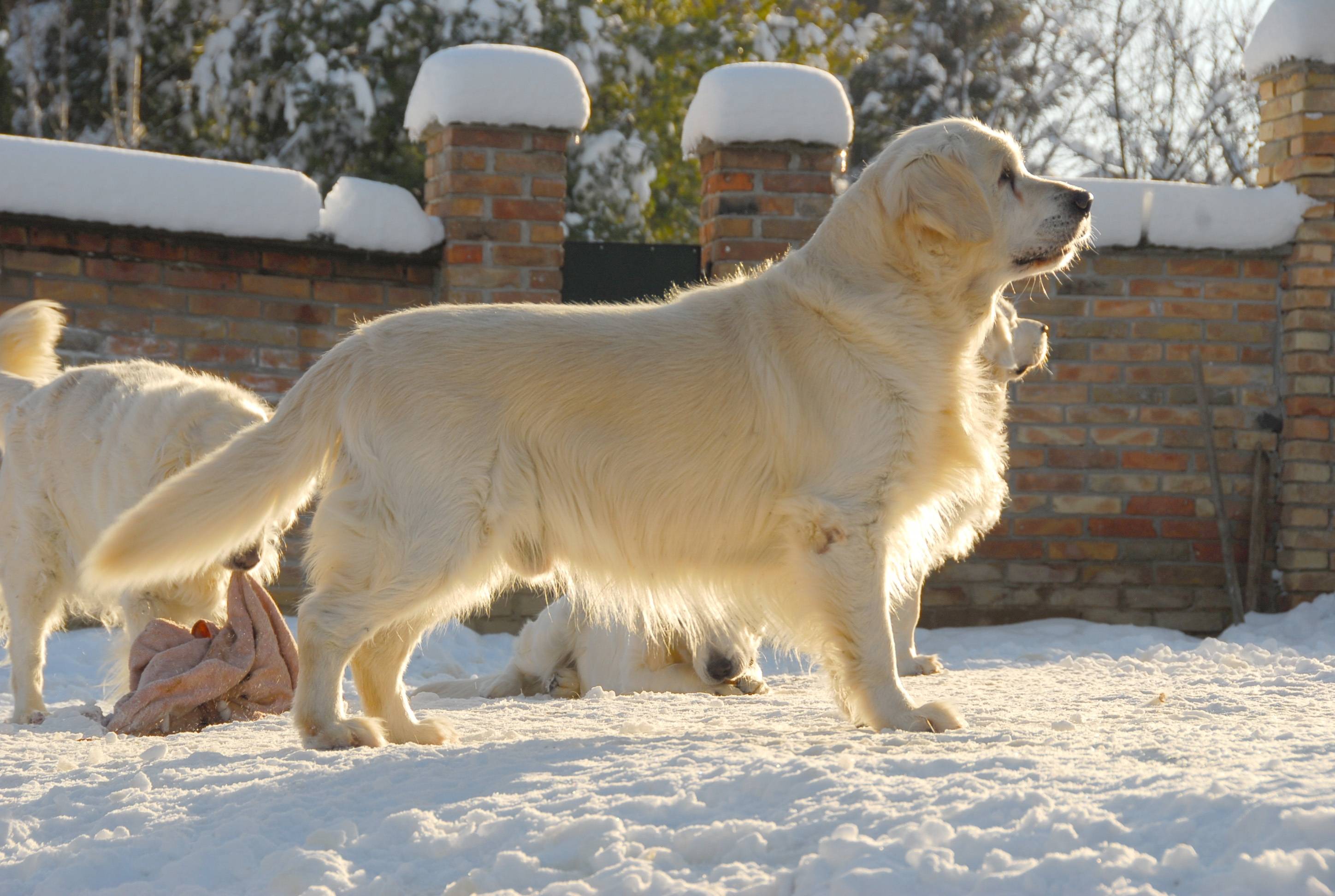 Dog picture