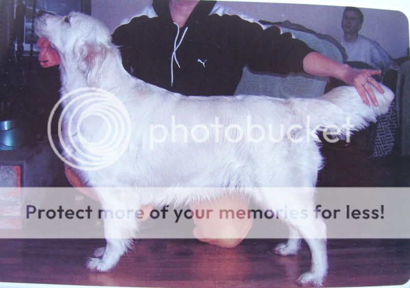 Dog picture