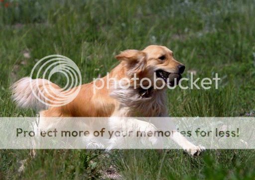 Dog picture