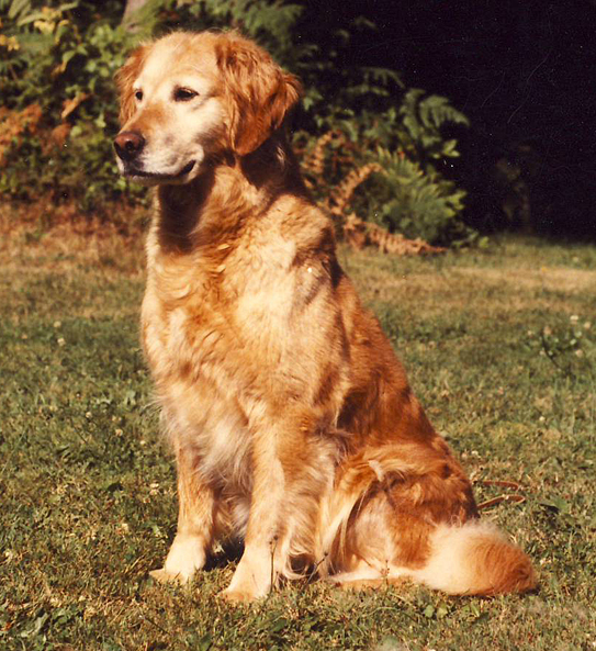 Dog picture