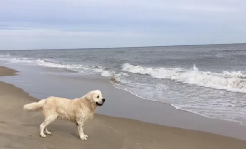 Dog picture