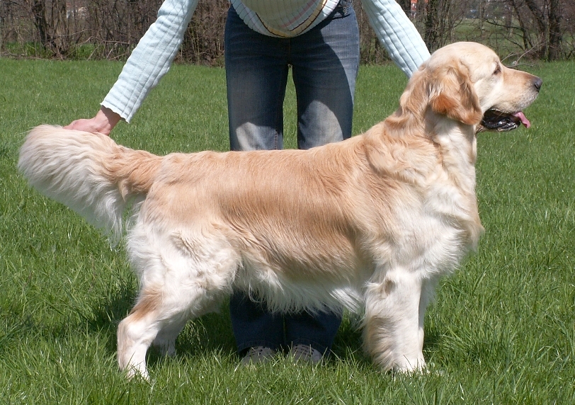 Dog picture