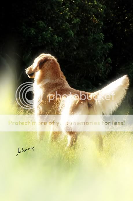 Dog picture